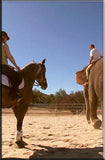 "Step by Step Instructions on How to Ride Your Horse Past an Elephant"